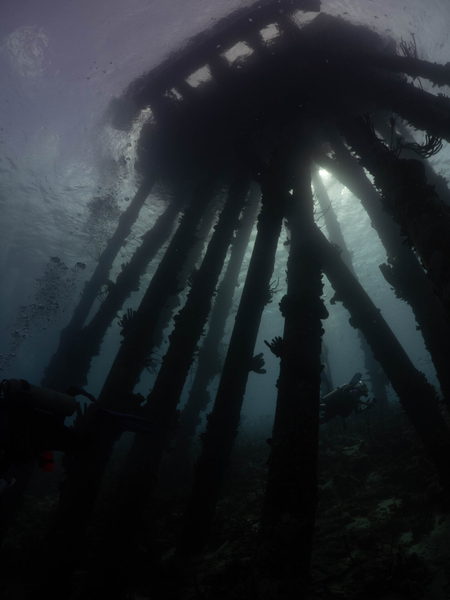 Bonaire Day 6: Salt Pier, Split Shots, and Moonlit Tarpon - Boston Sea ...