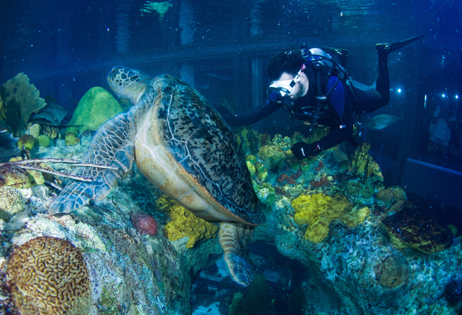 the-giant-ocean-tank-and-more-boston-sea-rovers