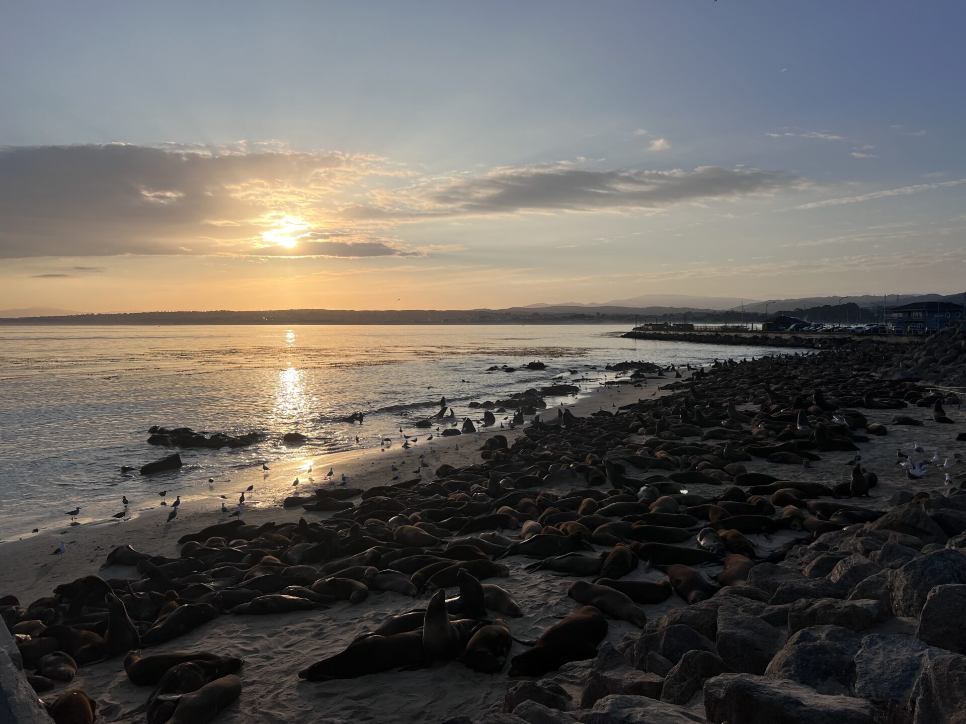 Sea Lions Took Over the Beach! - Boston Sea Rovers